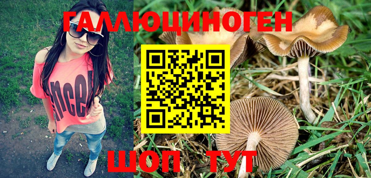 Курчалой  Псилоцибиновые грибы мухоморы  Вход с VPN 
